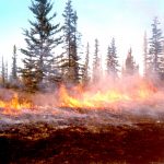 Waldbrand